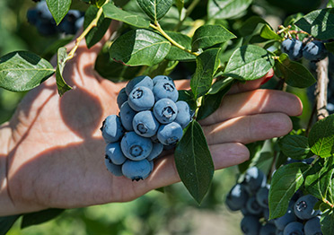 荥经县花滩金星蓝莓种植专业合作社红岩桥蓝莓采摘园
