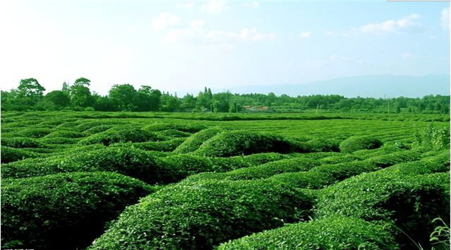 茶叶食品生产许可证办理注意事项