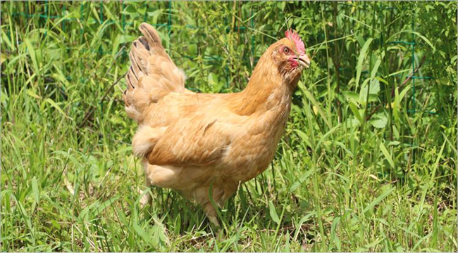 有机产品认证之畜禽养殖的繁殖和饲养