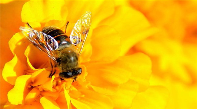 有机产品认证之蜂王蜂群饲养和疾病防治